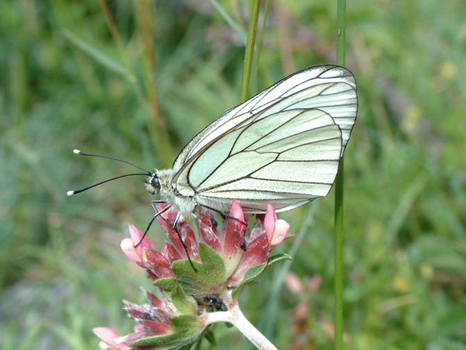 Aporia crataegi